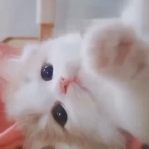 😊 Стикер «meow» для Telegram