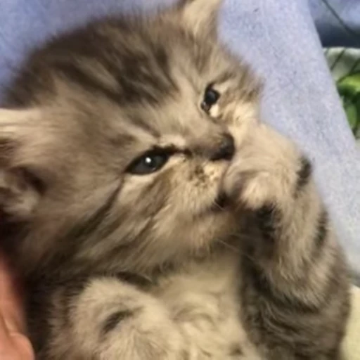 🥺 Стикер «meow» для Telegram
