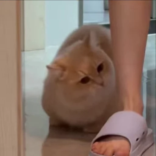 😋 Стикер «meow» для Telegram