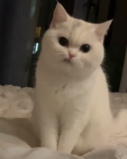 🤨 Стикер «meow» для Telegram