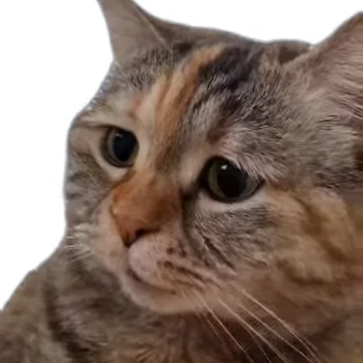 😢 Стикер «meow» для Telegram