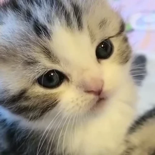 😔 Стикер «meow» для Telegram