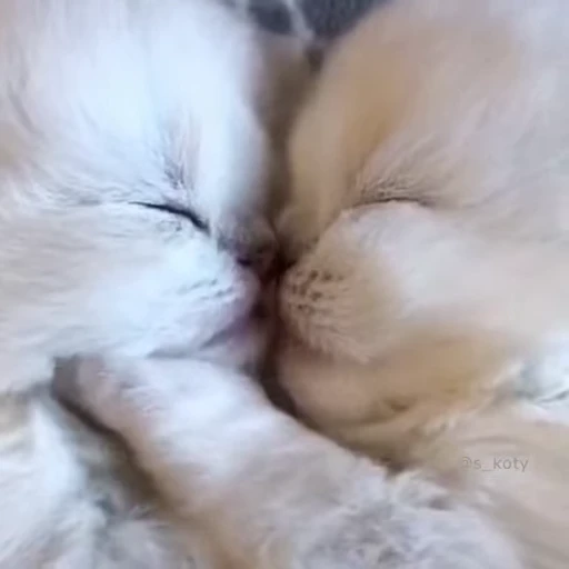 ❤️ Стикер «meow» для Telegram