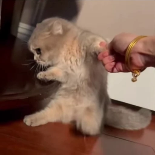 😡 Стикер «meow» для Telegram