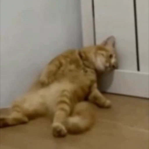 😢 Стикер «meow» для Telegram