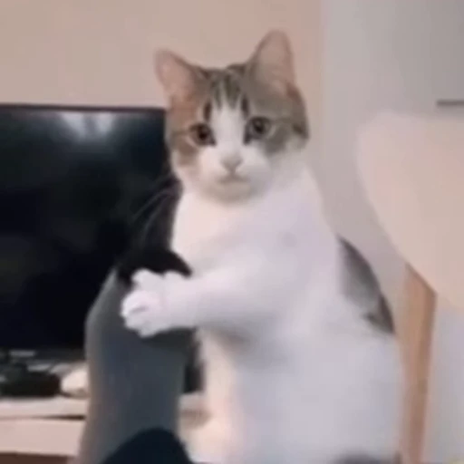 👀 Стикер «meow» для Telegram