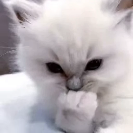 😈 Стикер «meow» для Telegram