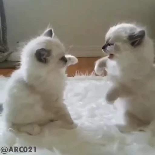 ❤️ Стикер «meow» для Telegram