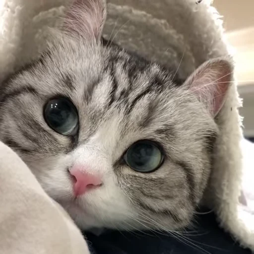 😊 Стикер «meow» для Telegram