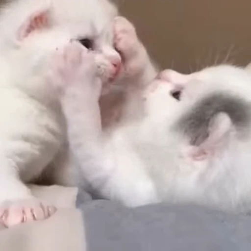 ❤️ Стикер «meow» для Telegram