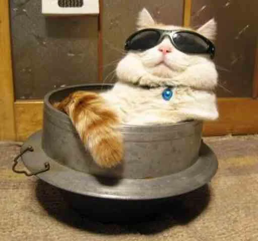 😎 Стикер «Мяу Please» для Telegram