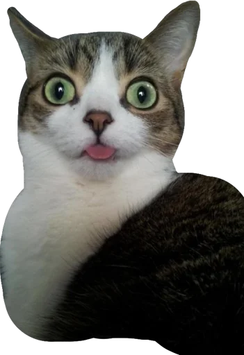 😛 Стикер «Мяу Please» для Telegram