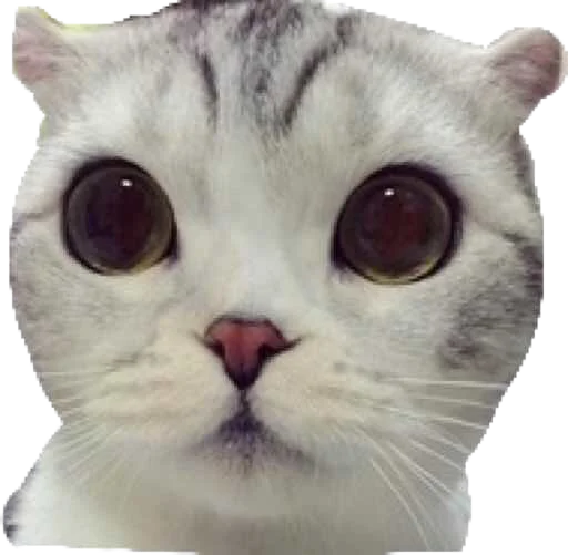 👀 Стикер «Мяу Please» для Telegram