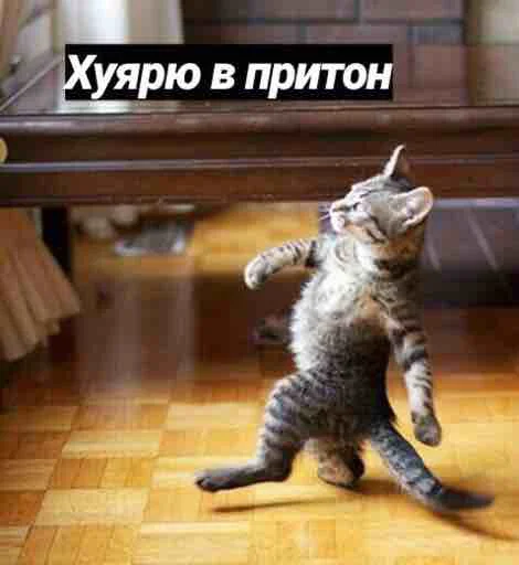 😌 Стикер «Мяу Please» для Telegram