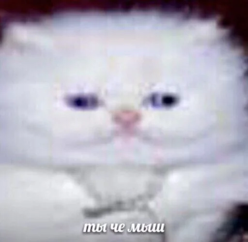 🐁 Стикер «Мяу Please» для Telegram