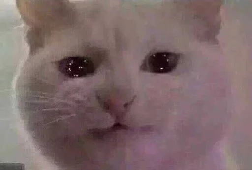 😢 Стикер «Мяу Please» для Telegram