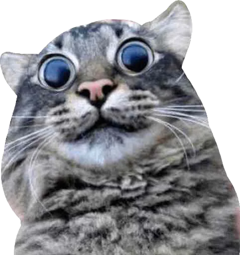 👁 Стикер «Мяу Please» для Telegram
