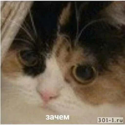 😔 Стикер «Мяу Please» для Telegram