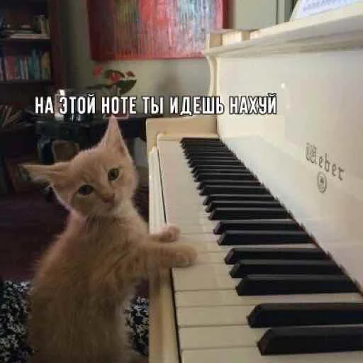 🎼 Стикер «Мяу Please» для Telegram