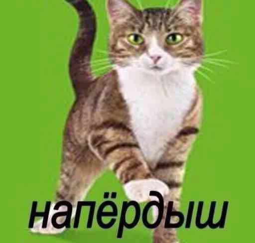 💩 Стикер «Мяу Please» для Telegram
