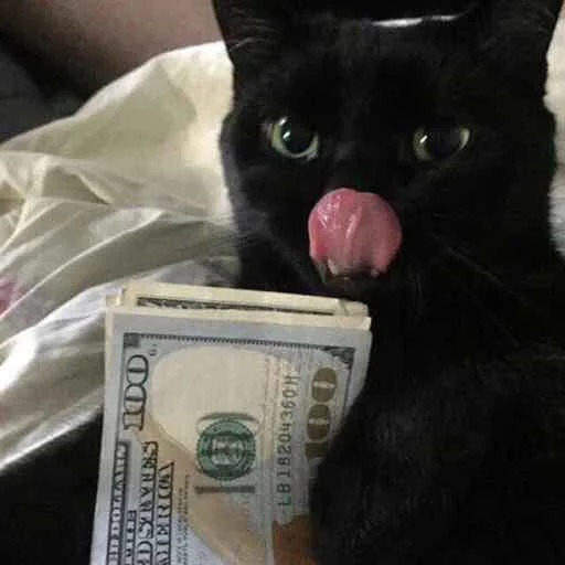 💵 Стикер «Мяу Please» для Telegram
