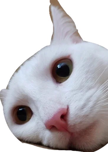 😞 Стикер «Мяу Please» для Telegram