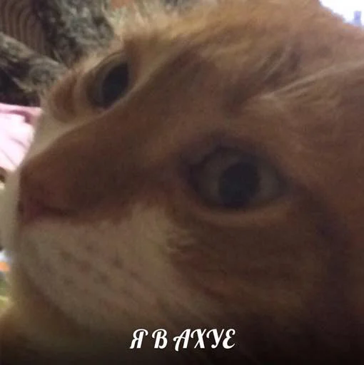 😲 Стикер «Мяу Please» для Telegram