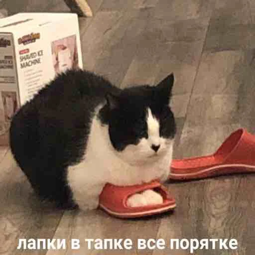 👌 Стикер «Мяу Please» для Telegram