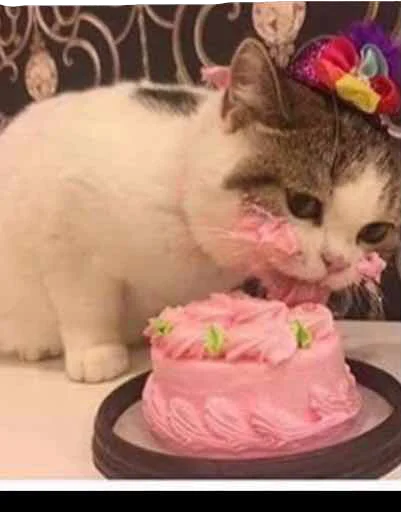 🎂 Стикер «Мяу Please» для Telegram