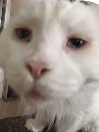 💦 Стикер «Мяу Please» для Telegram