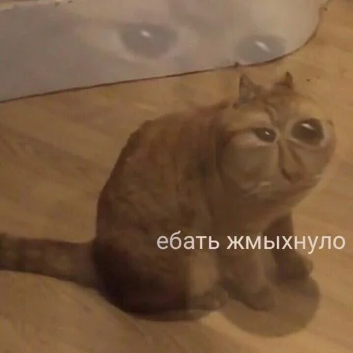 😳 Стикер «Мяу Please» для Telegram