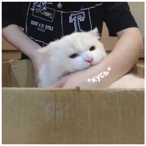 😾 Стикер «ыыы» для Telegram