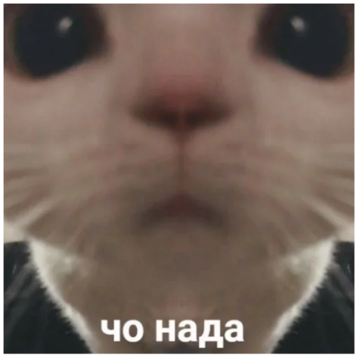 ❔ Стикер «ыыы» для Telegram