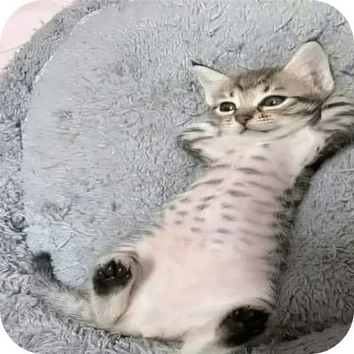 Стикерпак kitana cat для Telegram