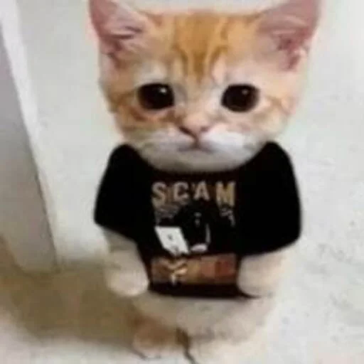🥸 Стикер «NFT коллекция чумпапиков» для Telegram