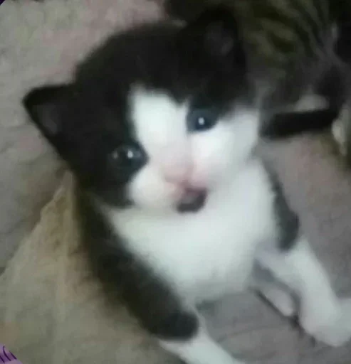 🌟 Стикер «коты» для Telegram