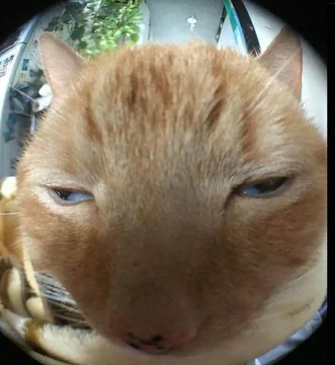 🌟 Стикер «коты» для Telegram