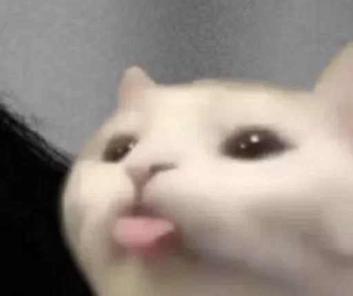 😋 Стикер «коты» для Telegram