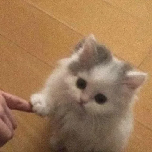 🎀 Стикер «коты» для Telegram