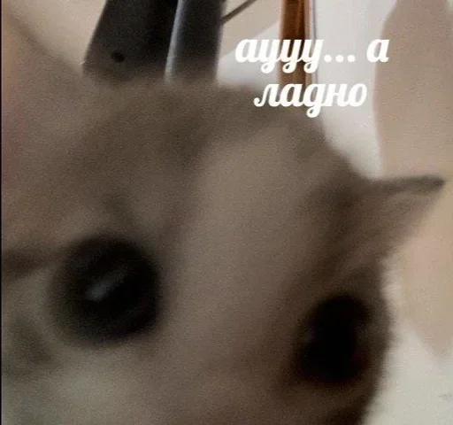🌟 Стикер «коты» для Telegram