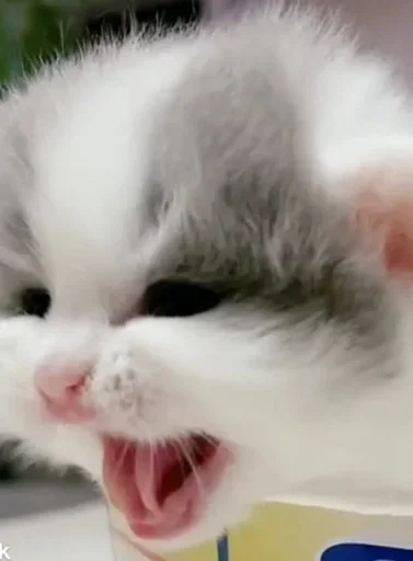 🤬 Стикер «коты» для Telegram