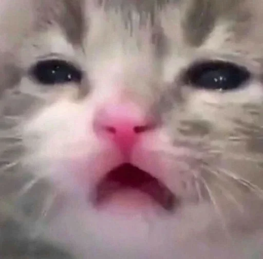 😭 Стикер «коты» для Telegram