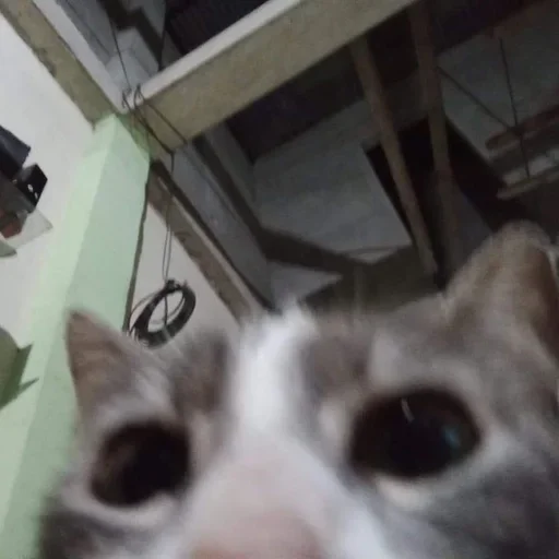 🌟 Стикер «коты» для Telegram