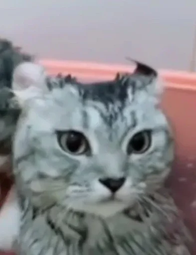 😶 Стикер «коты» для Telegram