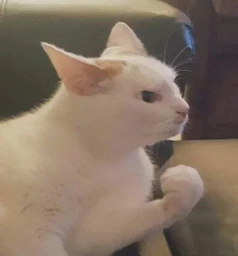🌟 Стикер «коты» для Telegram