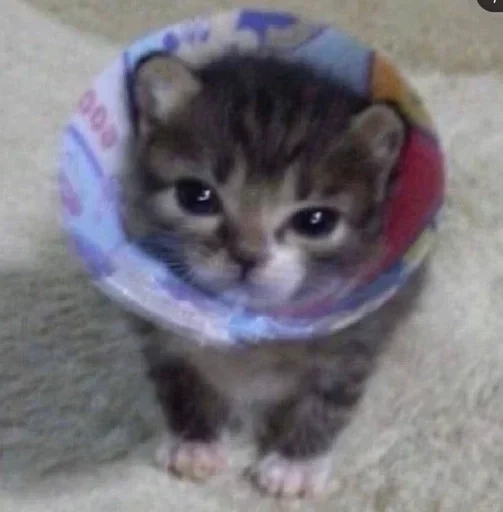 🌟 Стикер «коты» для Telegram