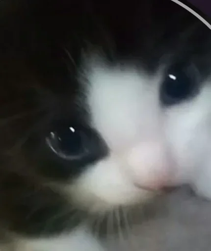 🌟 Стикер «коты» для Telegram
