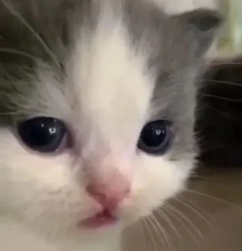 🌟 Стикер «коты» для Telegram