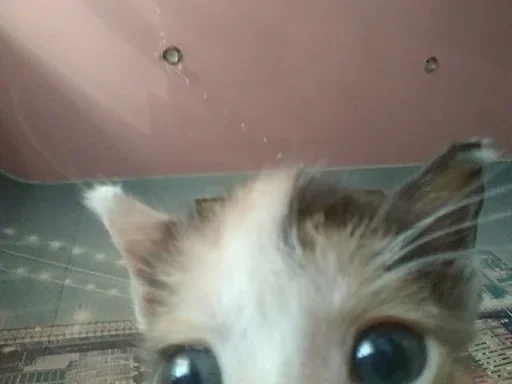 👀 Стикер «коты» для Telegram