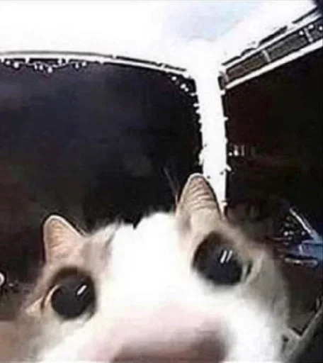 👀 Стикер «коты» для Telegram